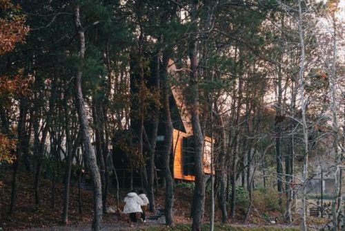 全球森林营地排名前十(森林最大的野人营地在哪)插图11