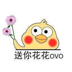 中国鲜花产地排名前十(中国三大鲜花产地)插图45