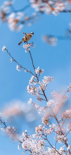 樱花图片(樱花树图片)插图2