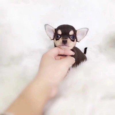 世界名犬品种排名前十(世界著名犬品种排名)插图9