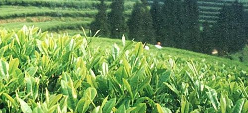 天福茗茶(八马和天福哪个更高端)插图1