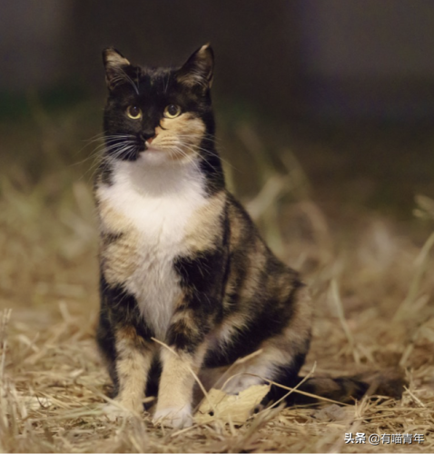 北大虐猫(北京大学学生流浪猫关爱协会)插图20