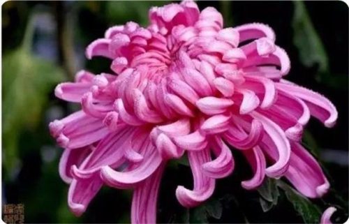 菊花图片大全(菊花图片怀念故人)插图32