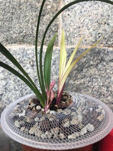 兰花直立品种排名前十(兰花哪个品种最好)插图14