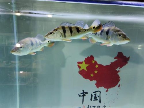 鹦鹉除虫喷雾排名前十(杀虫喷雾可以喷植物吗)插图3