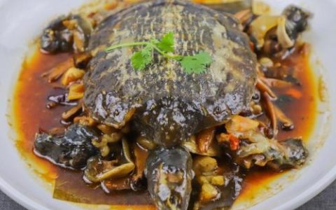 甲鱼怎么样做才好吃(甲鱼怎么炖最有营养)