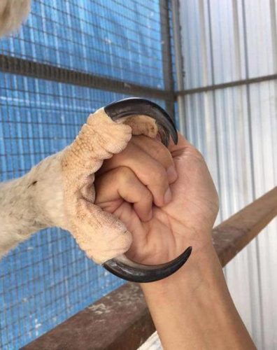 非洲食肉猛禽排名前十(非洲十大猛兽)插图12