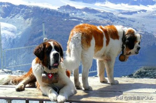圣伯纳犬(圣伯纳犬电影)插图4