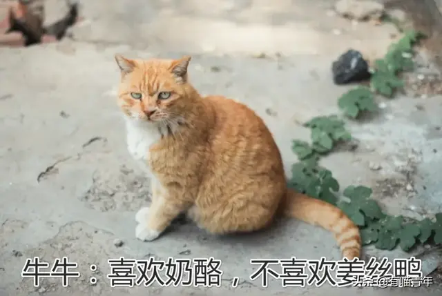 北大虐猫(北京大学学生流浪猫关爱协会)插图11
