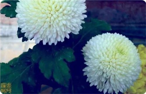 菊花图片大全(菊花图片怀念故人)插图38