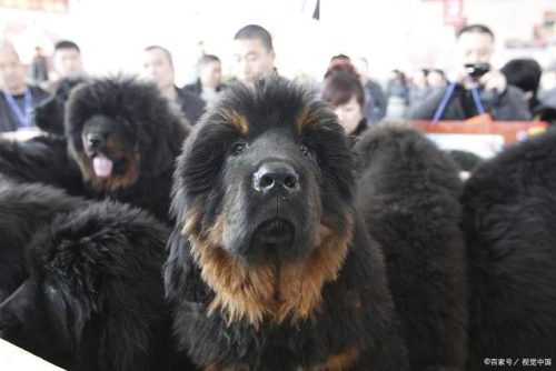 狗狗疫苗牌子排名前十(狗疫苗四联是什么)插图25