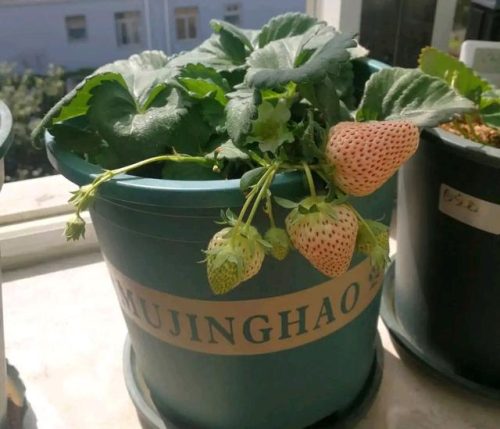 盆栽草莓(盆栽草莓需要人工授粉吗)插图