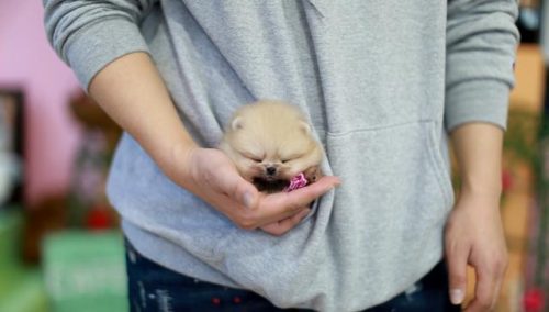 茶杯贵宾犬(最小的小型犬)插图1