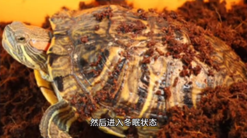 冬眠的动物排名前十(动物怎么过冬的方式)插图1