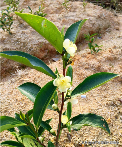 饶平最大茶厂排名前十(饶平妙雪茶厂)插图5