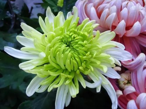 鲜花专用牌子排名前十(有没有比较好的鲜花品牌)插图18