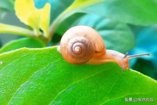 世界上最多牙齿的动物是什么(最小的动物第一名)插图