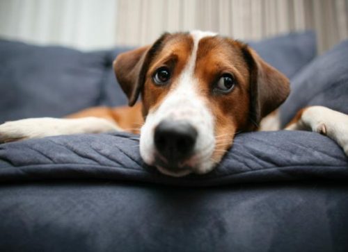 犬皮肤病(泰迪皮肤病用什么药效果最好)插图1
