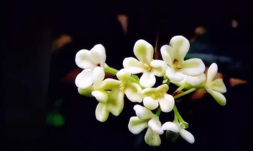 鲜花专用牌子排名前十(有没有比较好的鲜花品牌)插图69