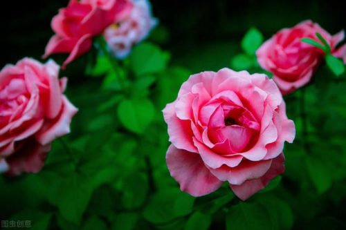 中国鲜花产地排名前十(中国三大鲜花产地)插图3