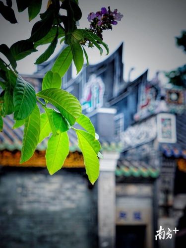 仁威祖庙(仁威祖庙求什么最灵验)插图16