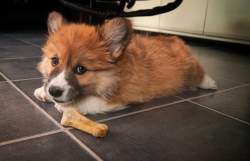 冷门小型犬排名前十(小型犬有哪些排行榜)插图5