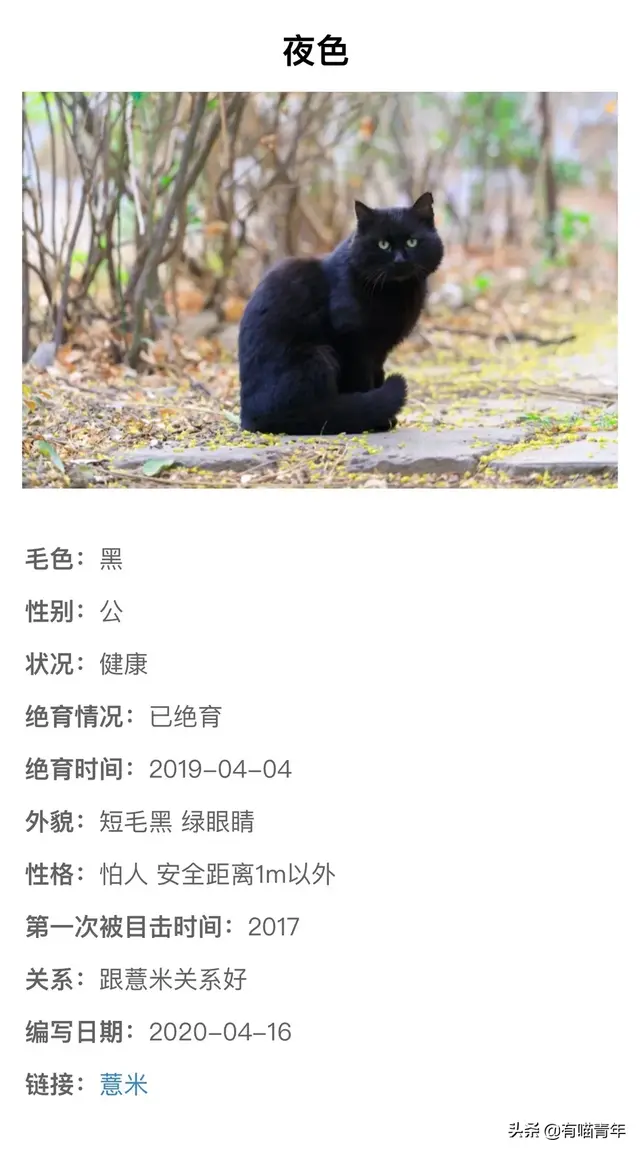 北大虐猫(北京大学学生流浪猫关爱协会)插图9