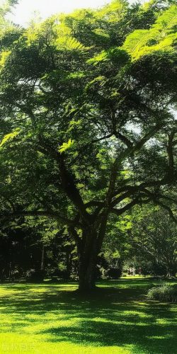 西双版纳著名景点(西双版纳最有名的景点)插图3