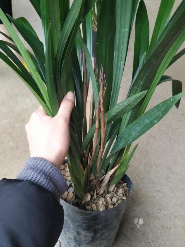 兰花直立品种排名前十(兰花哪个品种最好)插图7