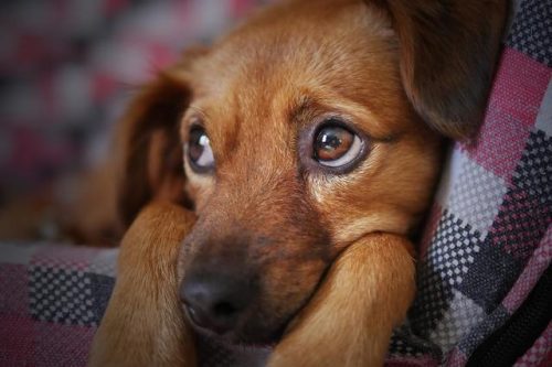 犬皮肤病(泰迪皮肤病用什么药效果最好)插图5