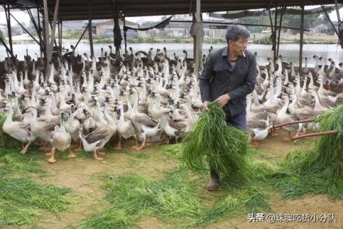 珠海卤味酒馆排名前十(珠海海鲜酒楼排名)插图13