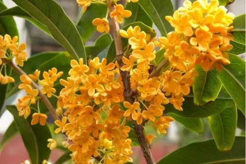 鲜花专用牌子排名前十(有没有比较好的鲜花品牌)插图71