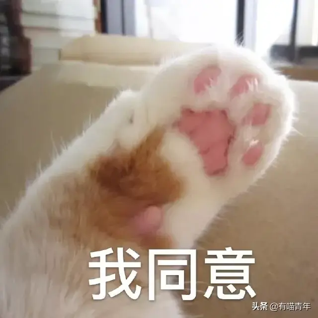 北大虐猫(北京大学学生流浪猫关爱协会)插图23