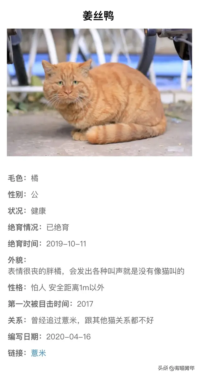 北大虐猫(北京大学学生流浪猫关爱协会)插图6