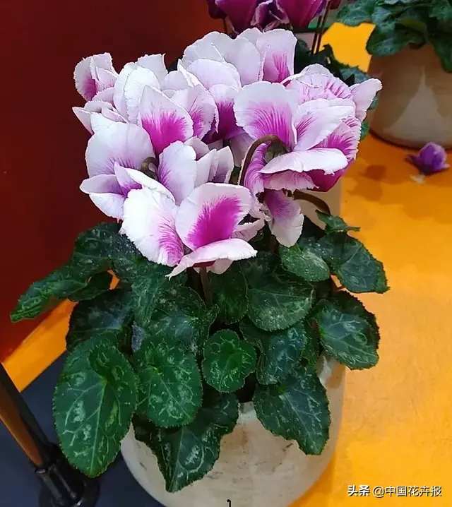 德国盆花公司排名前十(美国最大花卉园艺公司)插图5