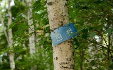 耐寒稀有树种排名前十(耐寒的树有哪些)