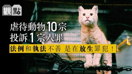香港猫咪数量排名前十(世界48种名猫)插图3