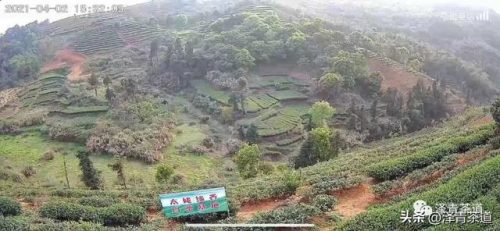 常用茶道排名前十(十大茶叶)插图37