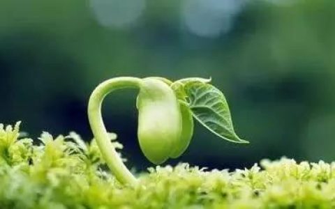 豆芽菜系列(豆芽图片高清)