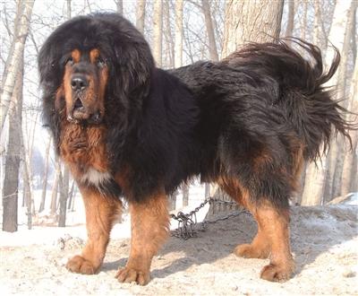 世界名犬品种排名前十(世界著名犬品种排名)插图8