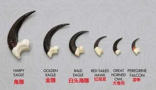 非洲食肉猛禽排名前十(非洲十大猛兽)插图11