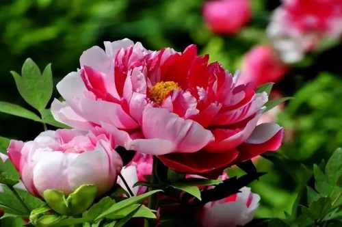 鲜花专用牌子排名前十(有没有比较好的鲜花品牌)插图9