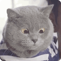 猫会感染新型冠状病毒吗(猫咪冠状病毒阳性)插图5