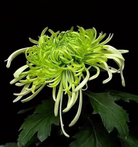 鲜花专用牌子排名前十(有没有比较好的鲜花品牌)插图22