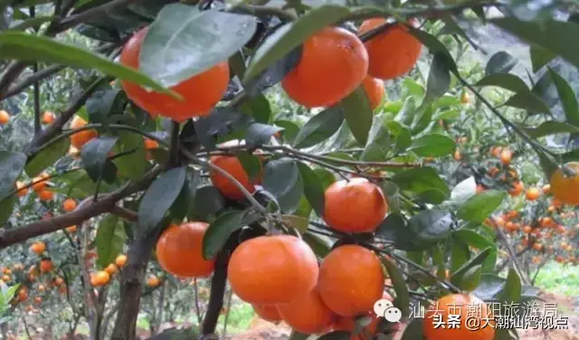 潮阳老牌小吃排名前十(潮阳棉城美食地点)插图30