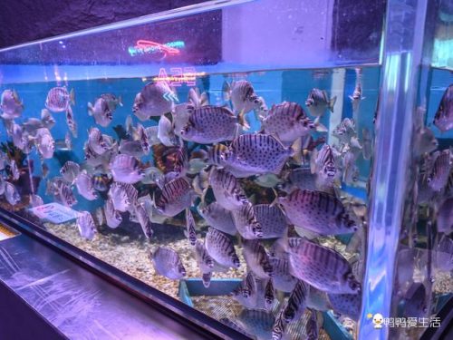 厦门海洋世界(厦门海上世界海洋王国门票)插图3