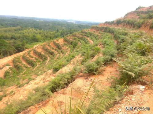 油茶树的种植(100亩油茶一年纯利润)插图1