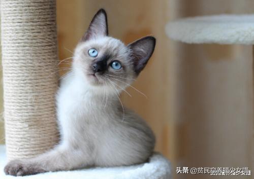暹罗猫图片(暹罗猫多少钱一只)插图10