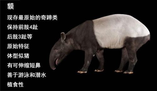 小猪佩奇的真实身份(小猪佩奇故事100篇)插图6