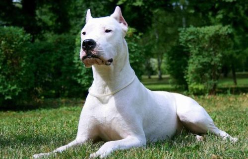 排名前十大恶犬(美国恶犬)插图6